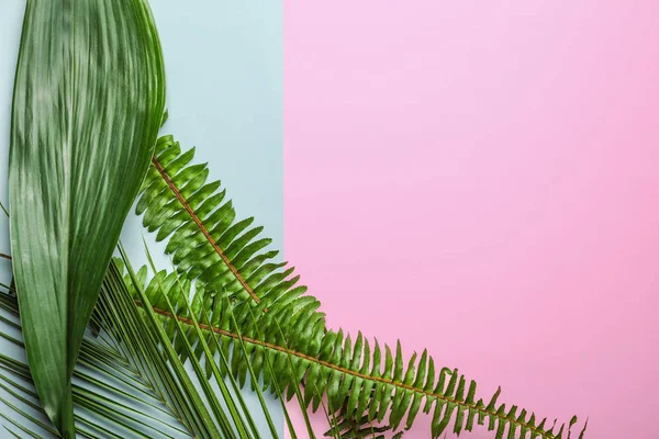 Zelené Tropické Listy Barvu Pozadí — Stock fotografie