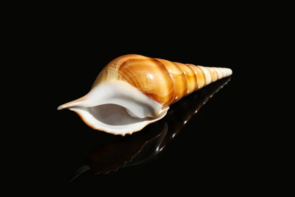 Krásné Moře Shell Tmavém Pozadí — Stock fotografie