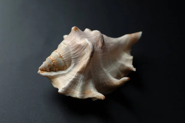 Krásné Moře Shell Tmavém Pozadí — Stock fotografie