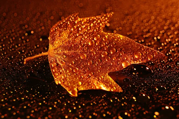 Golden Leaf Drops Dark Background — Stock Photo, Image