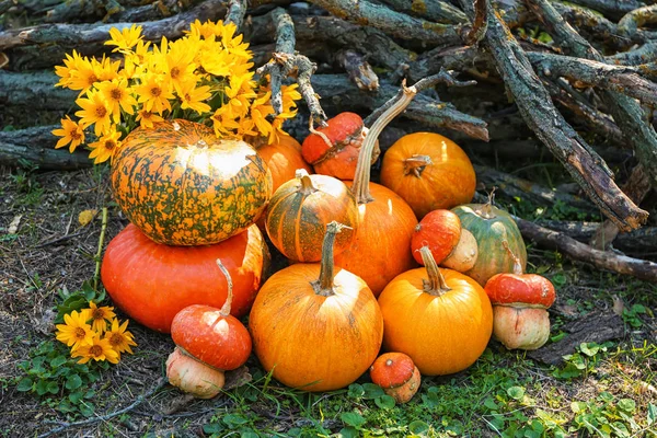 Different Fresh Pumpkins Outdoors — Stock Photo, Image