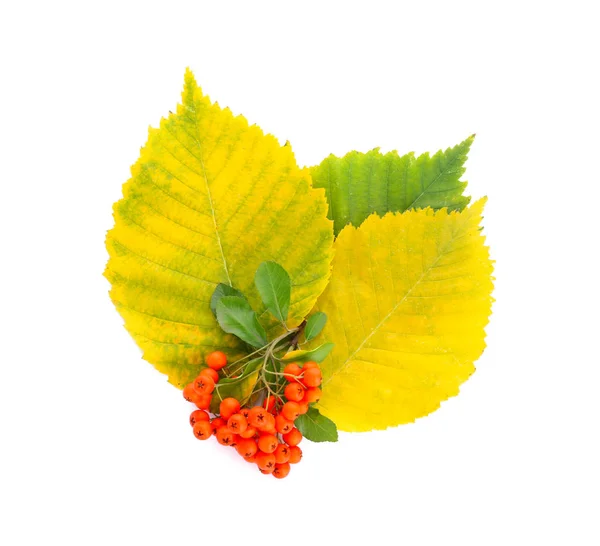 Beautiful Autumn Leaves Berries White Background — Stock Photo, Image