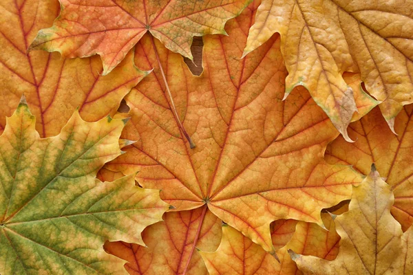 Beautiful Autumn Leaves Closeup — Stock Photo, Image