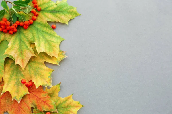 Hermosas Hojas Otoño Con Bayas Sobre Fondo Gris — Foto de Stock