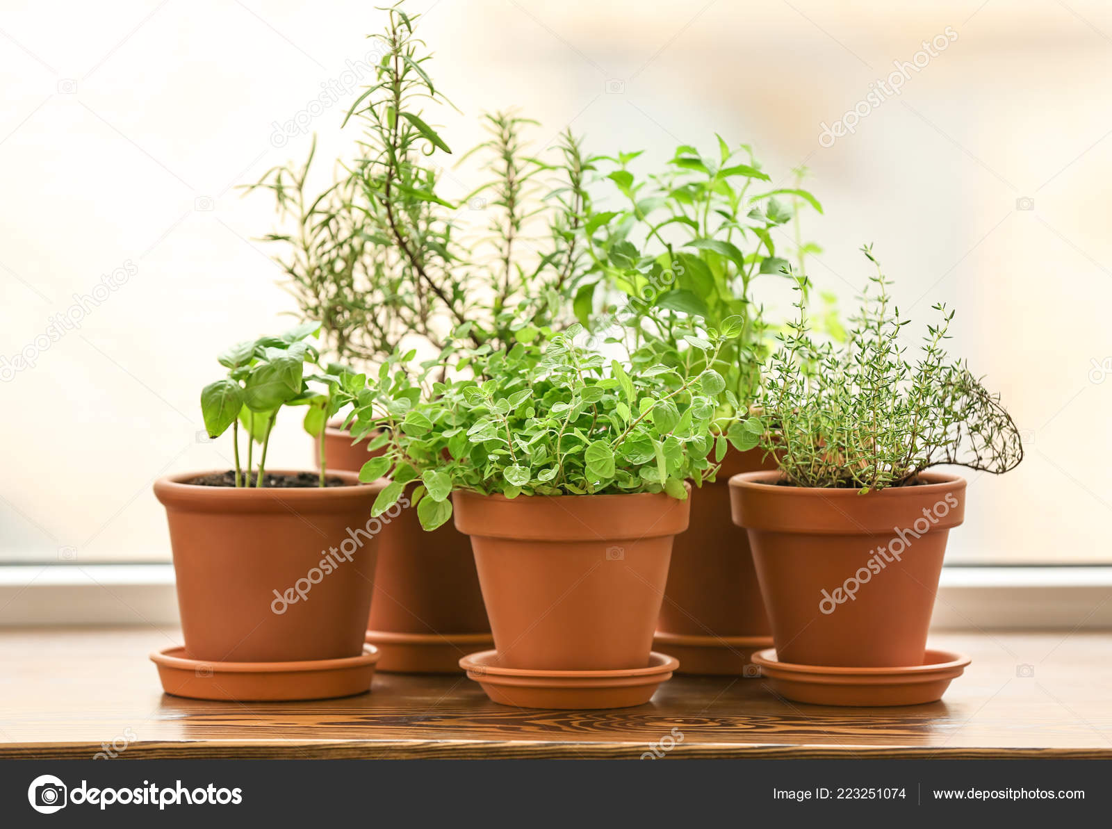 Pots Fresh Aromatic Herbs Wooden Windowsill Stock Photo