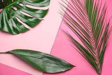 Tropikal yapraklar renk arka plan üzerinde