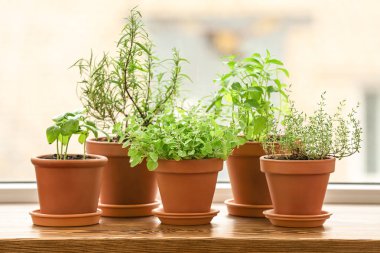 Ahşap pencere üzerinde taze aromatik otlar ile tencere