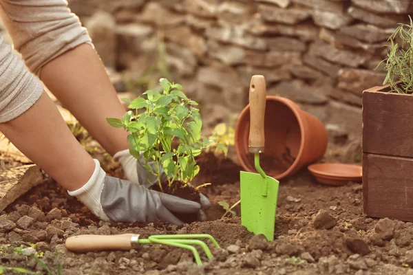 Woman Repotting Fresh Mint Outdoors — Stock Photo, Image