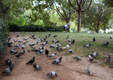 Güvercinlerin şehir parkı ile papağan