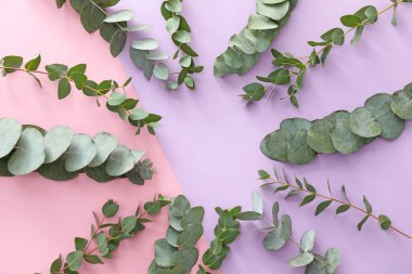 Renk arka plan metin için yer ile yeşil okaliptüs dallarda