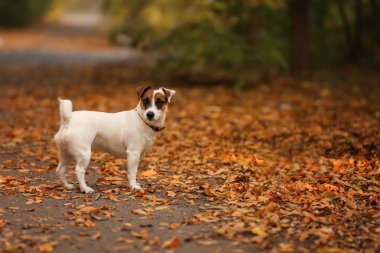 Sonbahar Park şirin komik köpek