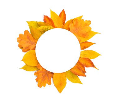 Sonbahar yaprakları ve beyaz arka plan, üstten görünüm üzerinde metin için yer ile kompozisyon