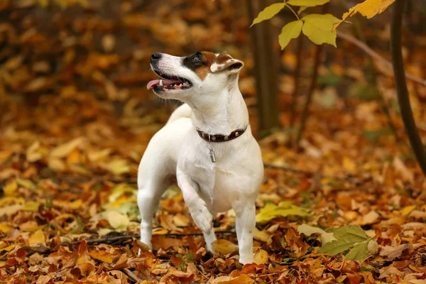 Cute Funny Dog Autumn Park — Stock Photo, Image