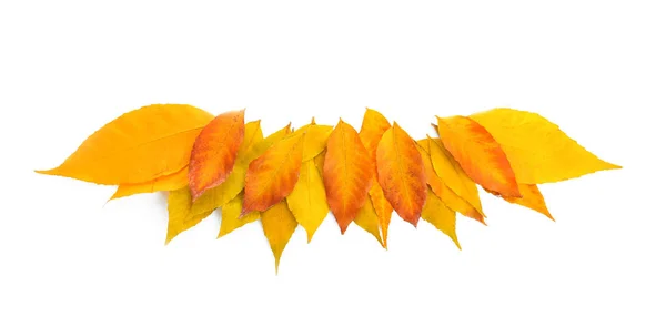 Цвет Красивых Листьев Белом Фоне — стоковое фото