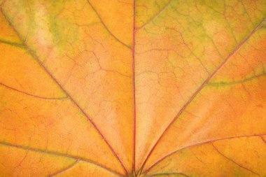 Güzel sonbahar yaprak, portre