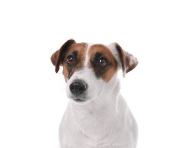 Beyaz arka planda sevimli komik bir köpek.