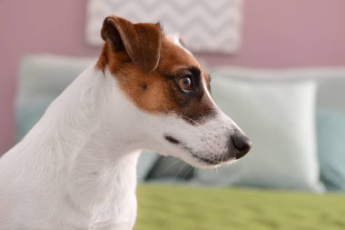 Evde sevimli komik bir köpek var.