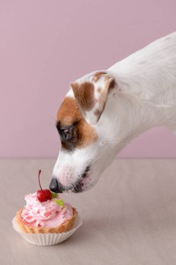 Renk duvarının yakınında pasta yemeye şirin komik köpek