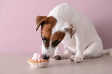 Renk duvarının yakınında pasta yemeye şirin komik köpek