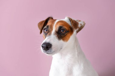 Renkli sevimli bir köpek.