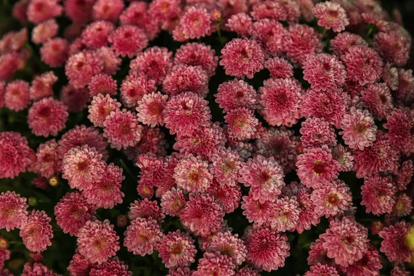 Rengeteg Gyönyörű Virág — Stock Fotó