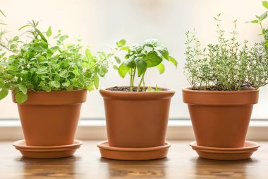 Ahşap pencere üzerinde taze aromatik otlar ile tencere