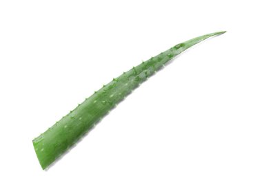 Beyaz arka plan üzerinde taze aloe vera yaprağı