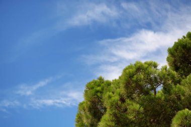 Yeşil çam ağacı gökyüzü arka plan üzerinde