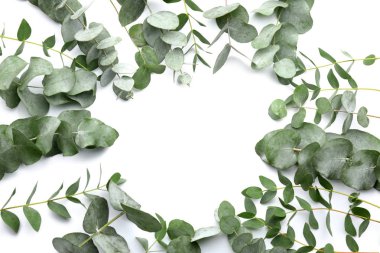 Beyaz zemin üzerine yeşil okaliptüs dalı çerçeve yaptı