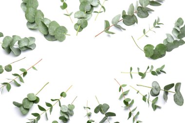 Beyaz zemin üzerine yeşil okaliptüs dalı çerçeve yaptı