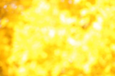 Bulanık ağaç görünümünü sonbahar güneşli