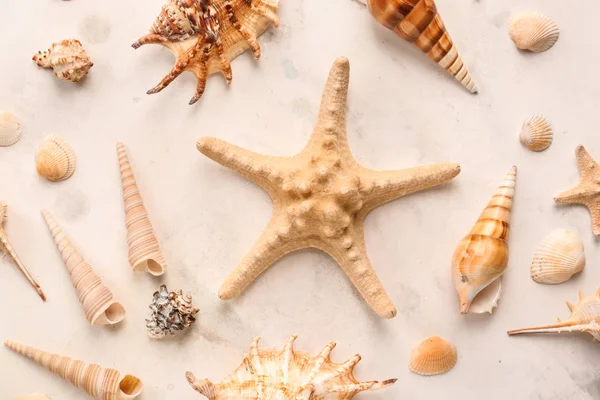 不同的海贝壳与海星在轻的背景 — 图库照片