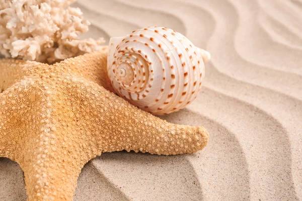 Zeester Met Zeeschelpen Zand — Stockfoto