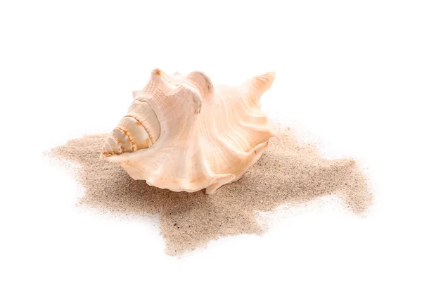Seashell Sand White Background — Stock Photo, Image