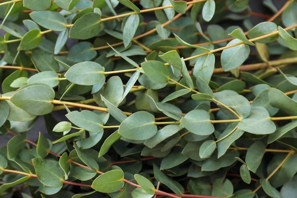 Grön Eucalyptus Grenar Närbild — Stockfoto