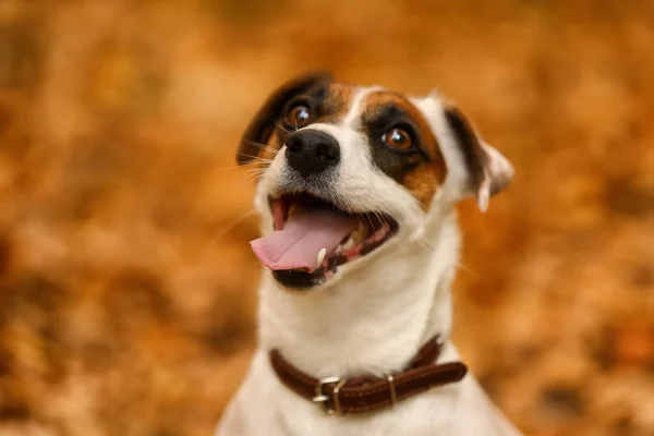 Симпатичный Смешной Пёс Осеннем Парке — стоковое фото