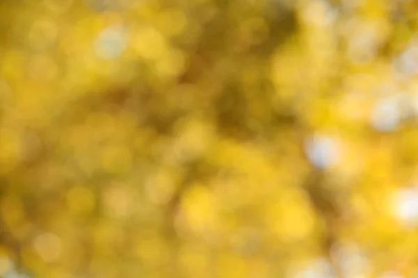 Blurred View Tree Sunny Autumn Day — Stock Photo, Image