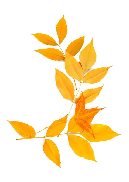 Farbe Schöne Blätter Auf Weißem Hintergrund — Stockfoto