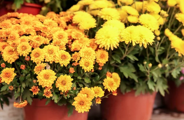 Beautiful Flowers Pots — Stock Photo, Image