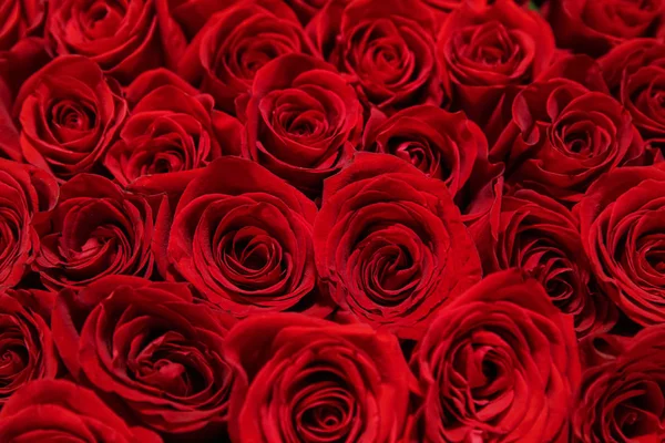 Велика Кількість Красивих Червоних Троянд — стокове фото