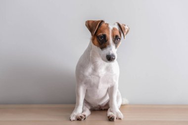 Beyaz duvarının yakınında şirin komik köpek