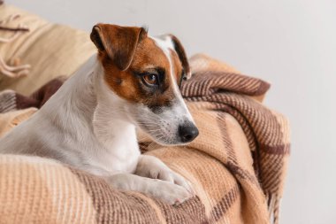 Şezlong üzerinde dinlenme şirin komik köpek