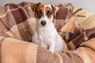 Şezlong üzerinde dinlenme şirin komik köpek