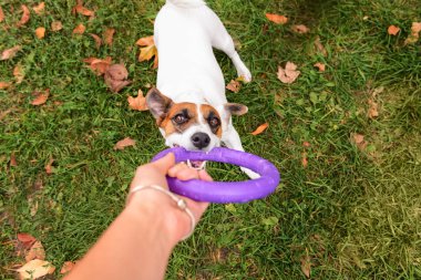 Sahibi Park ile oynayan sevimli komik köpek