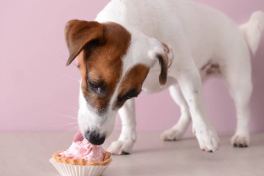 Renk duvarının yakınında pasta yemeye şirin komik köpek