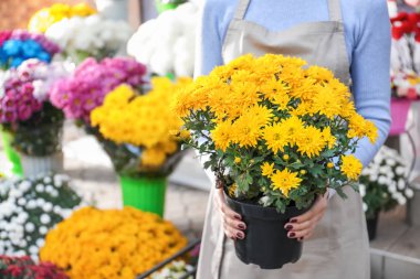 Güzel kasımpatı çiçekleri ile pota dükkanda tutan pazarlamacı