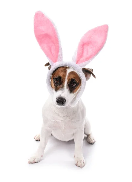 可爱的滑稽的狗与兔子耳朵在白色背景 — 图库照片