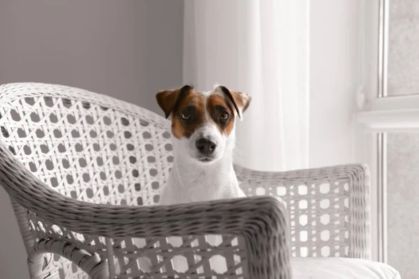 Cão Engraçado Bonito Poltrona Casa — Fotografia de Stock