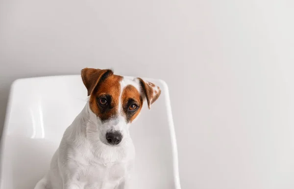 Cute Funny Dog Sitting Chair White Wall — Stock Photo, Image