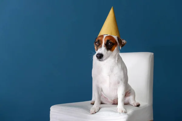 Cute Funny Dog Party Hat Sitting Chair Color Wall — Stock Photo, Image